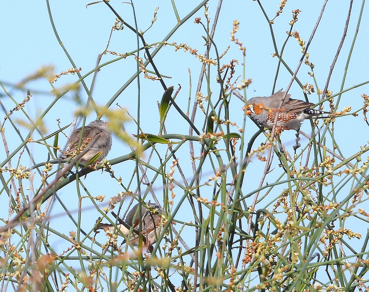 Zebra Finch - ML646573254