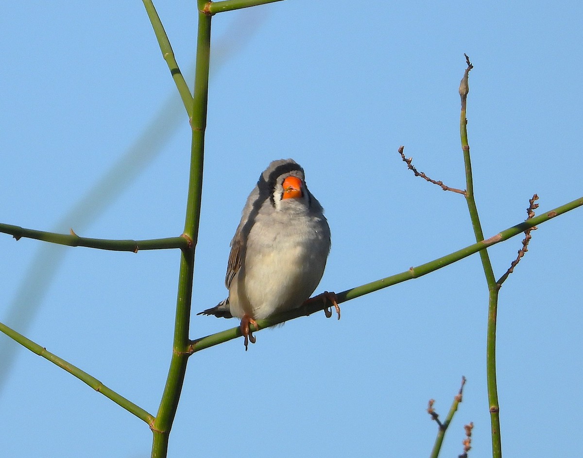 Zebra Finch - ML646573256
