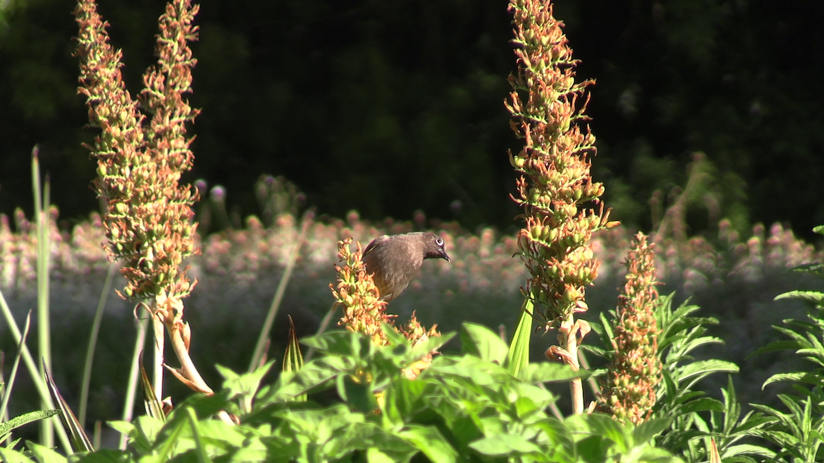 Bulbul de El Cabo - ML646573261