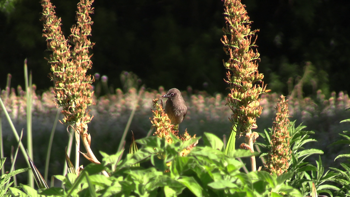 Bulbul de El Cabo - ML646573262