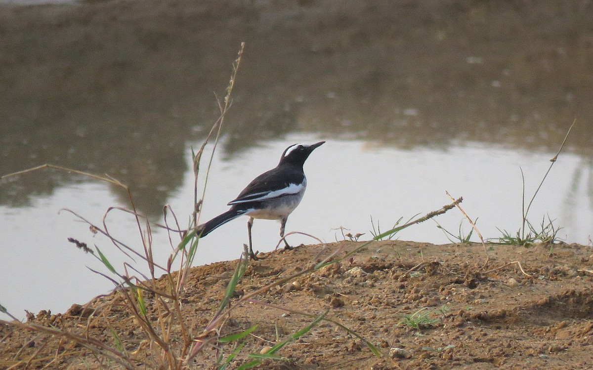 skjæreerle - ML646573264