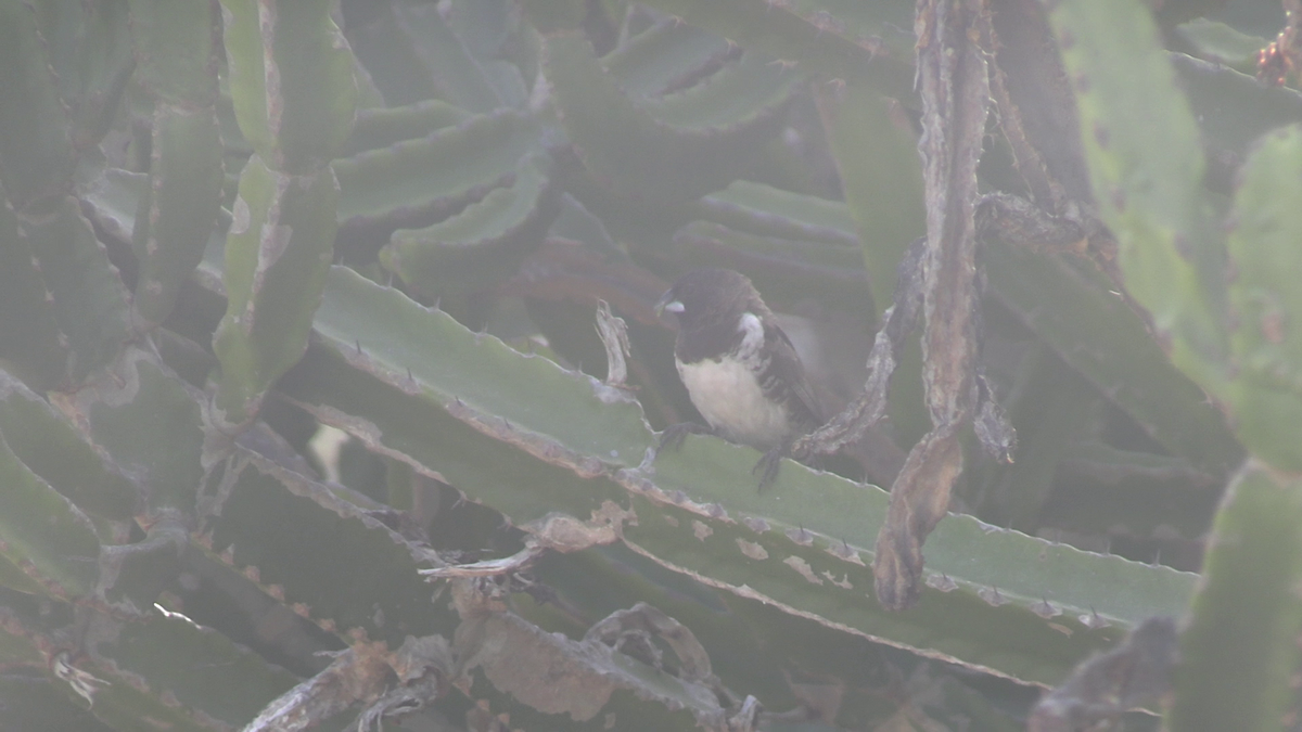 Capuchino Bronceado - ML646573265