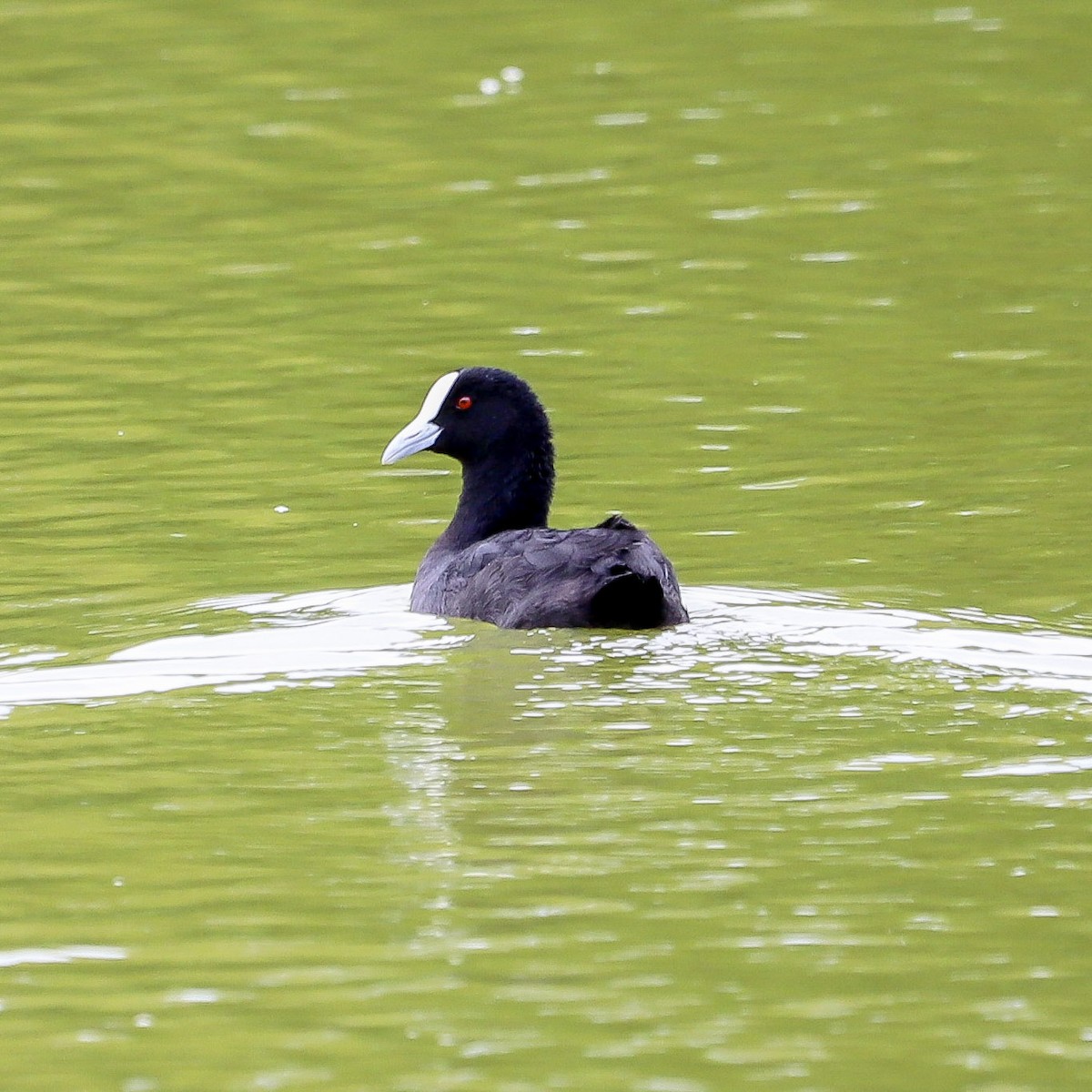 Focha Común - ML646573269