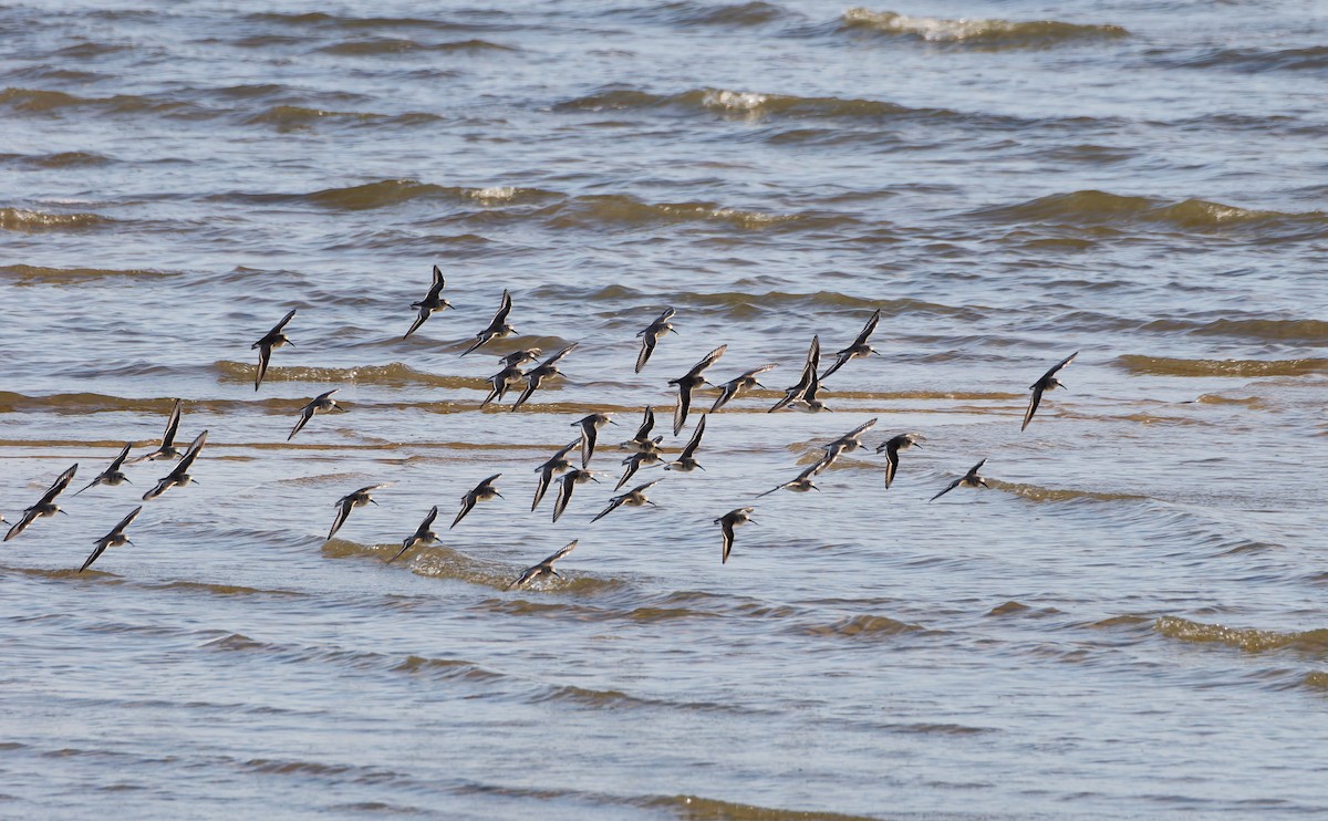 黑腹濱鷸 - ML646573270