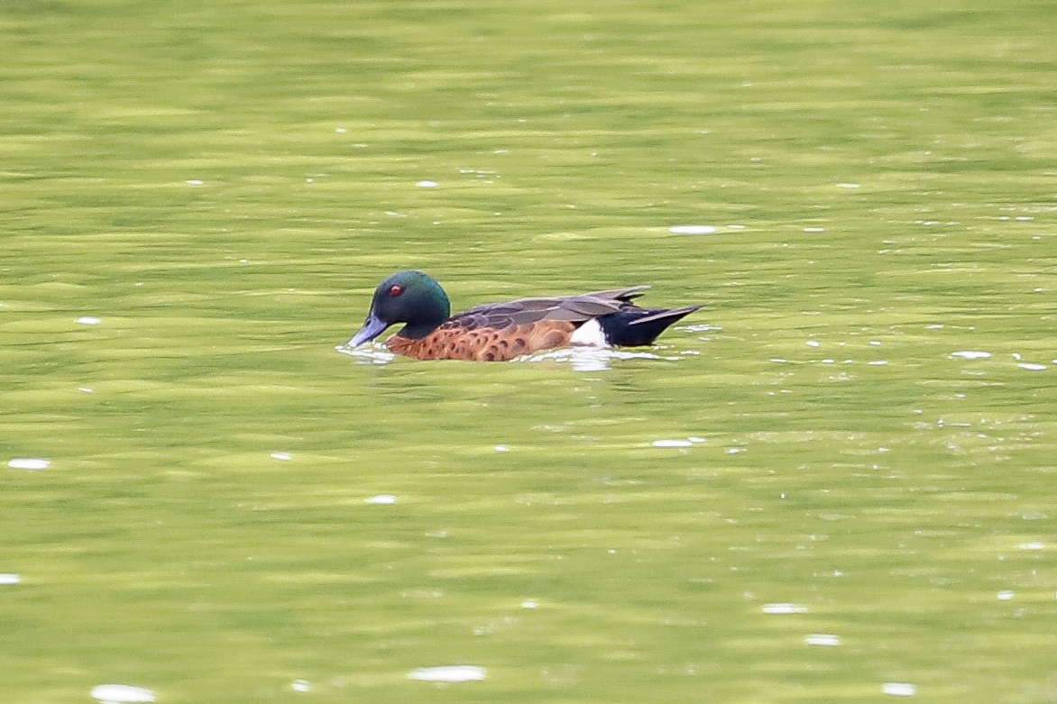 Cerceta Castaña - ML646573274