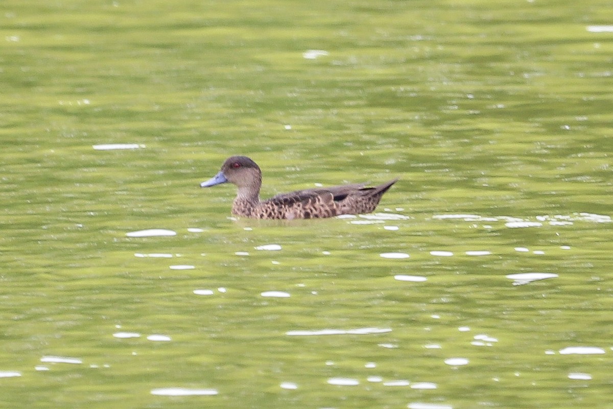 Cerceta Castaña - ML646573275