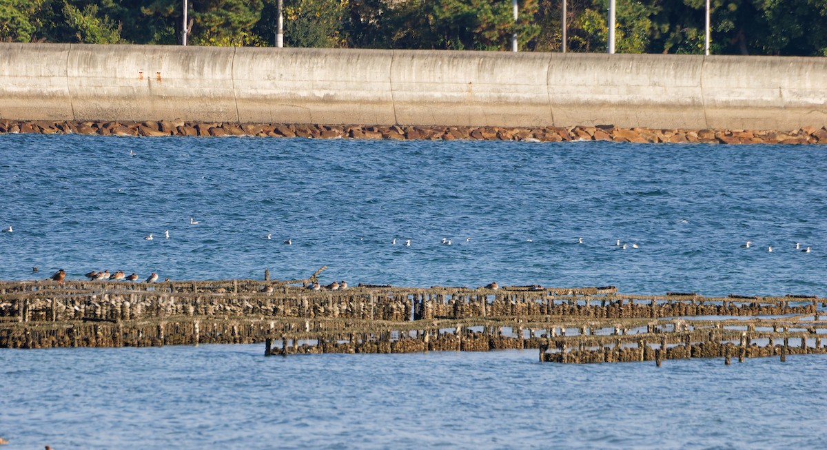 冠鸊鷉 - ML646573276