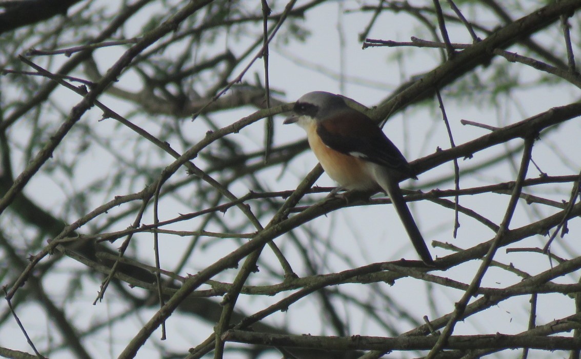 Bay-backed Shrike - ML646573277
