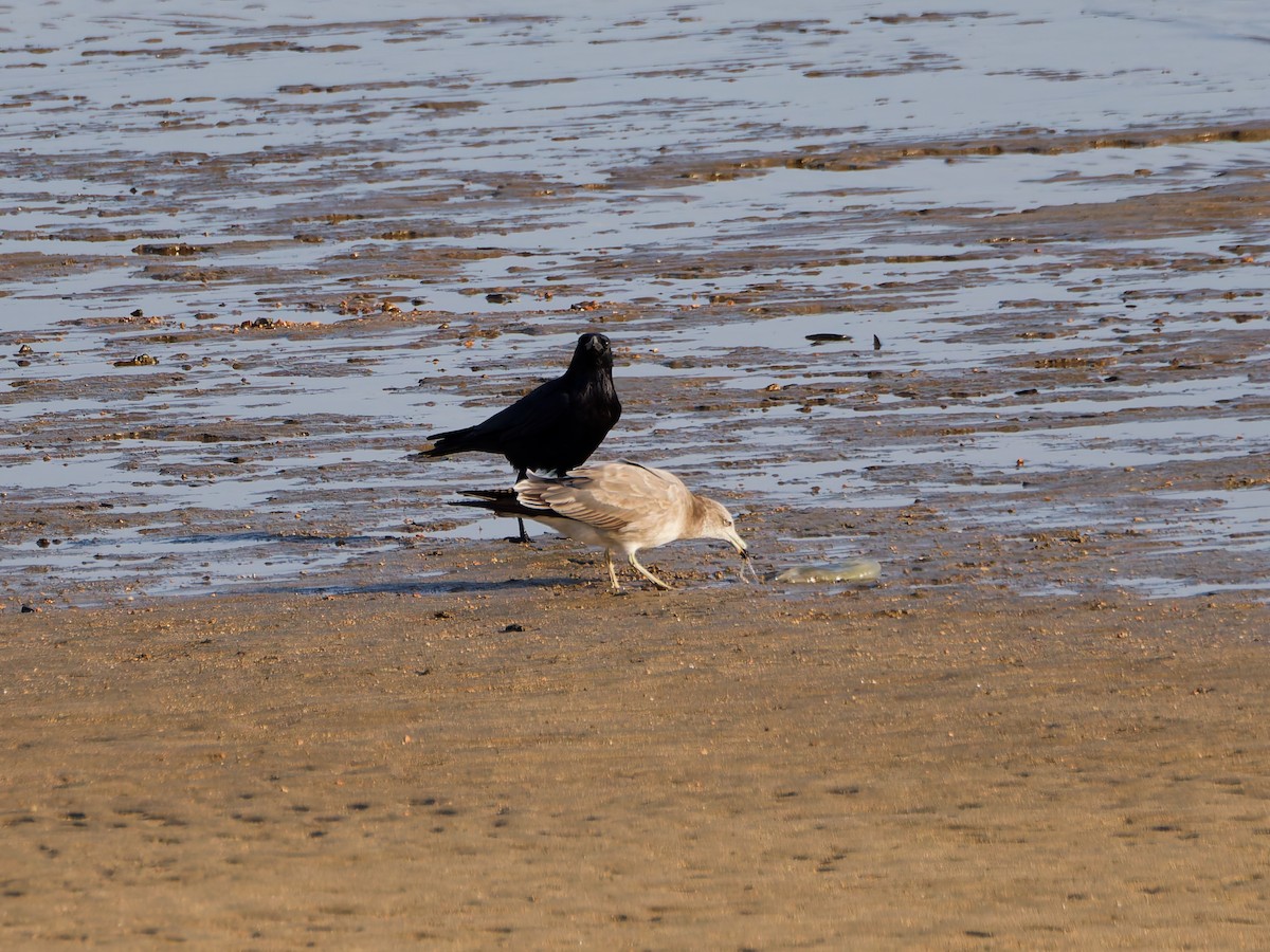 黑尾鷗 - ML646573278