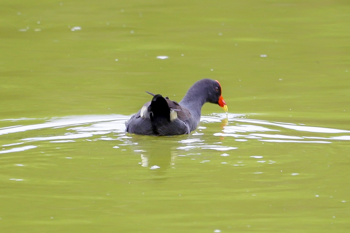 Gallineta Enlutada - ML646573279