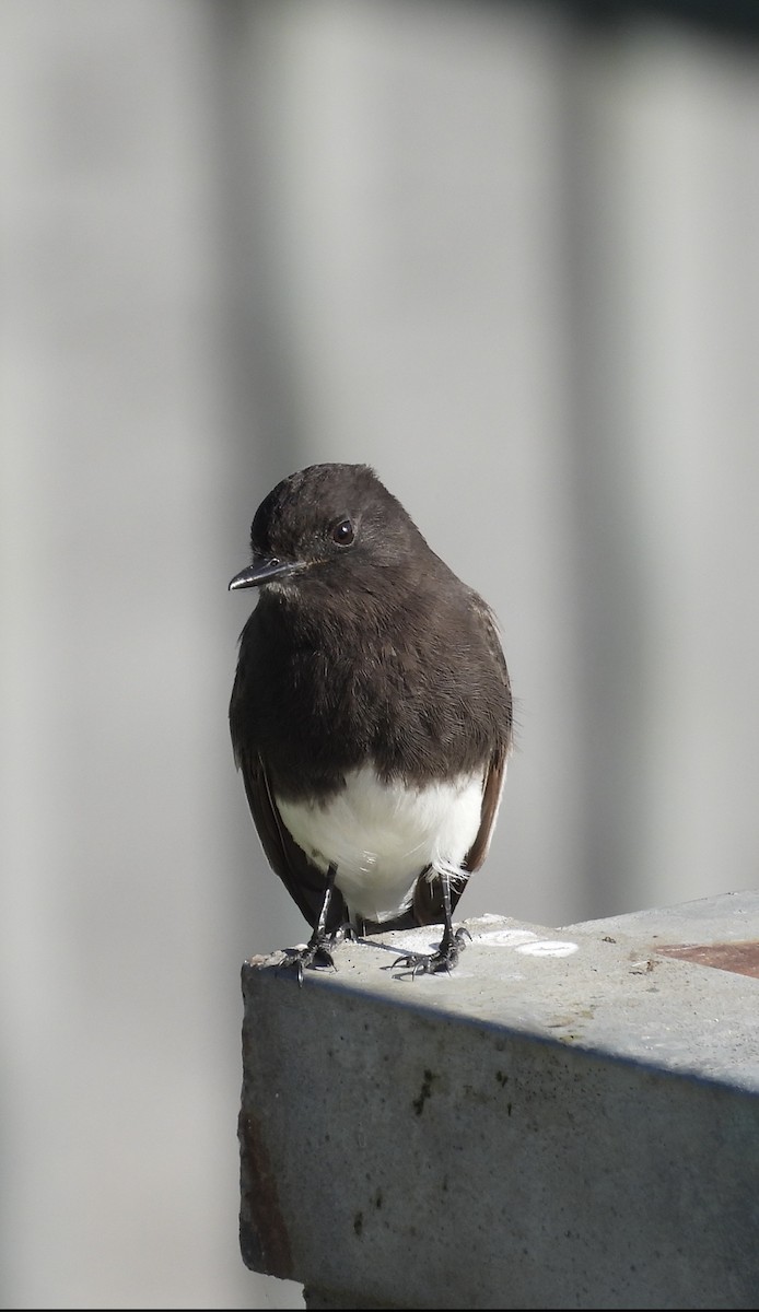 Mosquero Negro - ML646573281