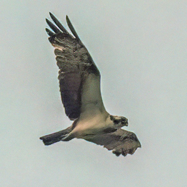 Osprey - ML646573282