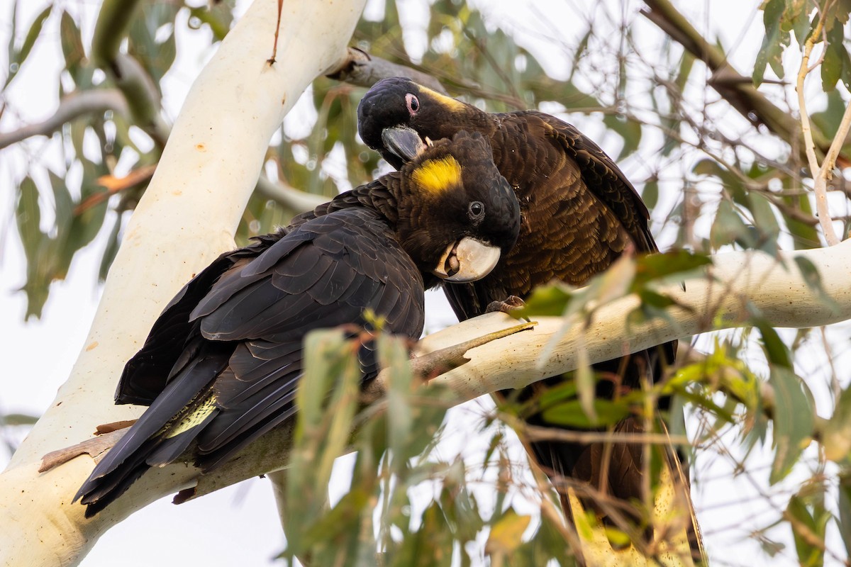 Yellow-tailed Black-Cockatoo - ML646573284