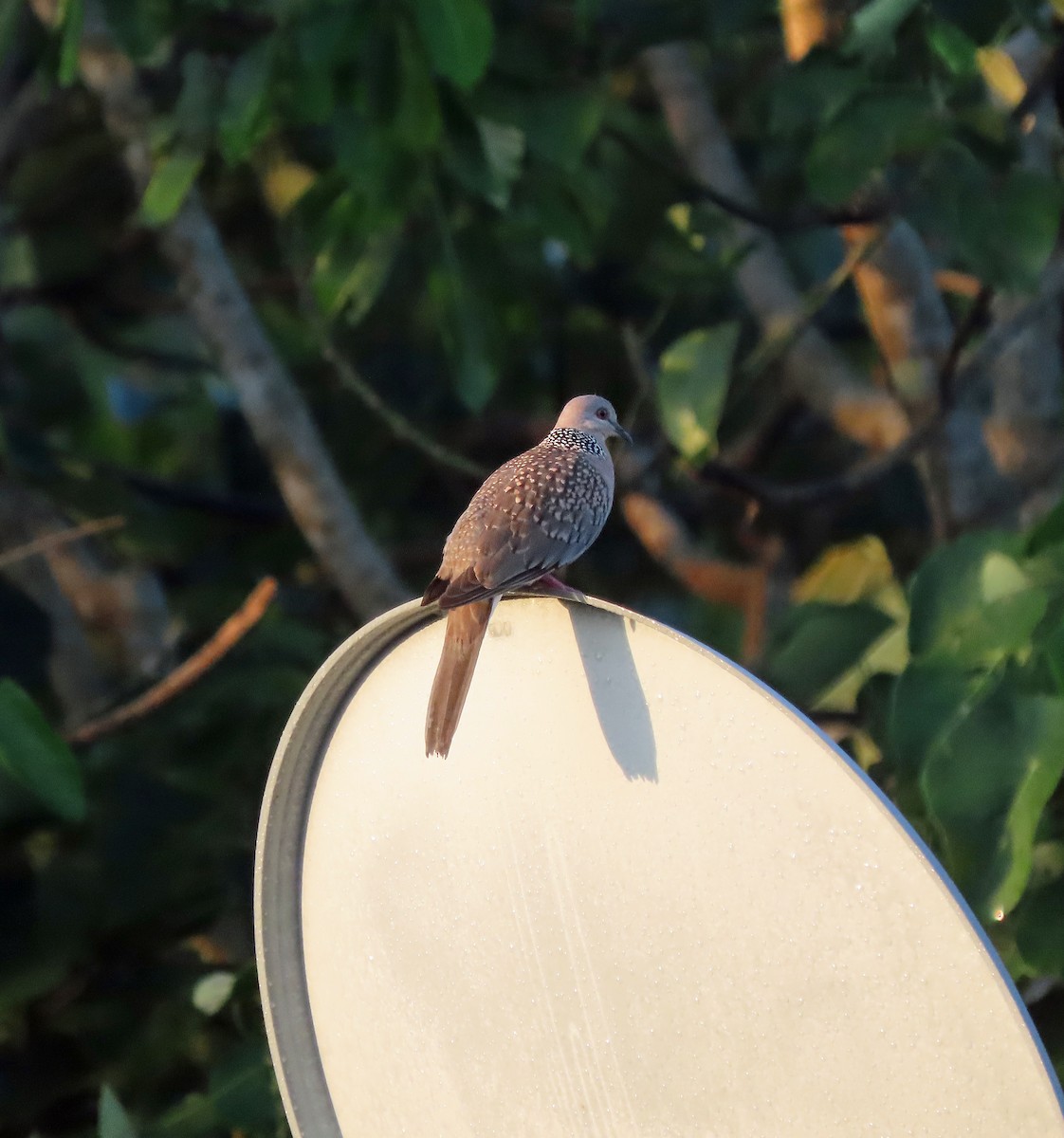 Tórtola Moteada - ML646573285