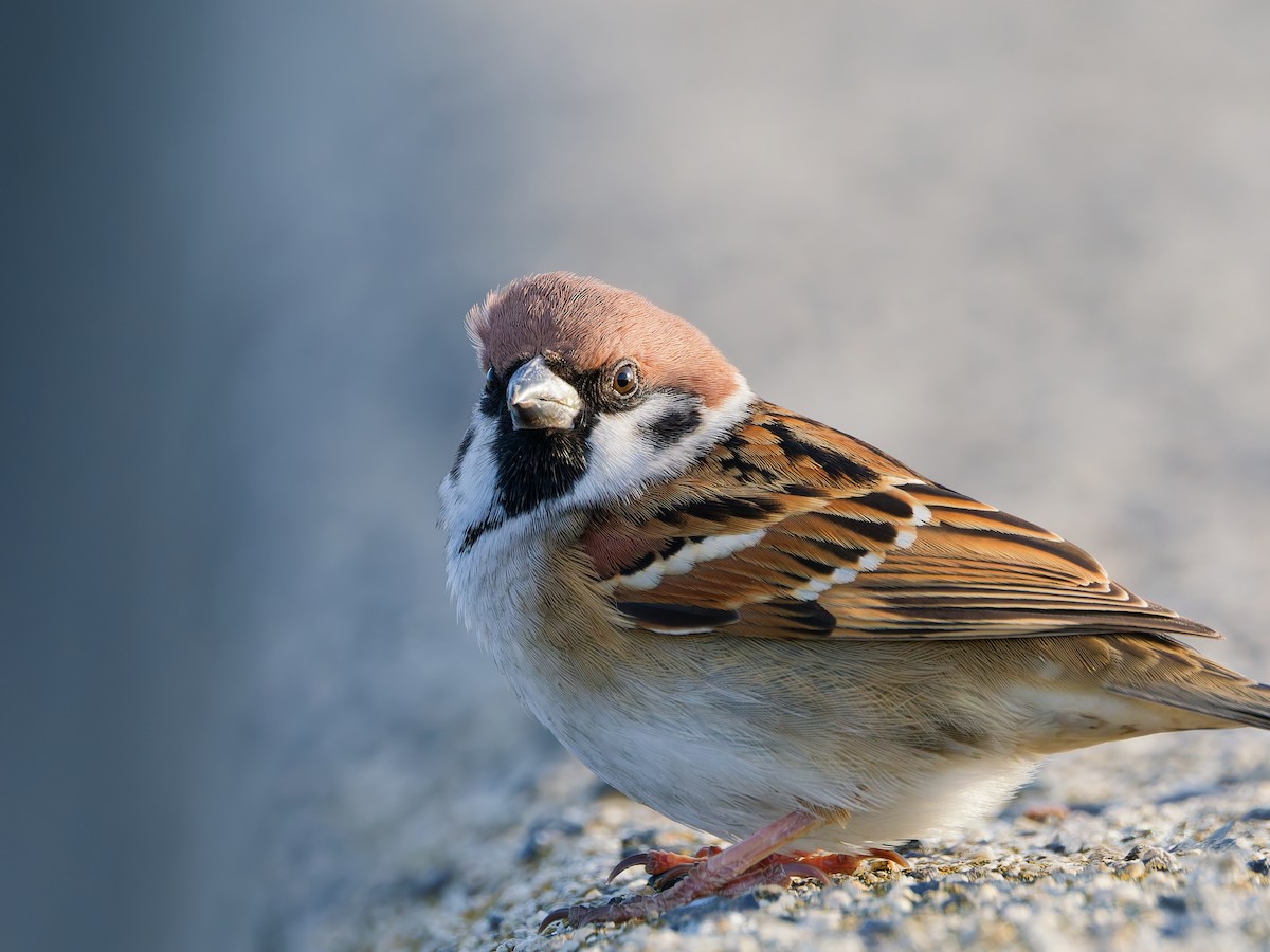 麻雀 - ML646573288