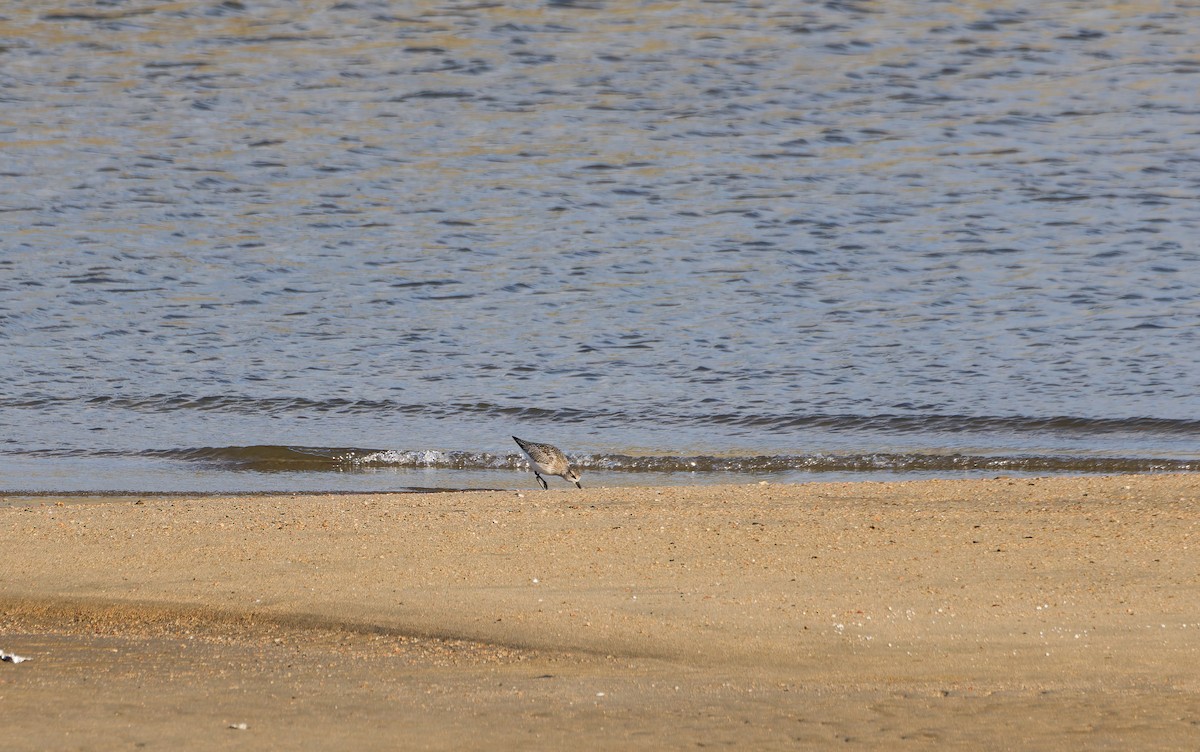 灰斑鴴 - ML646573302