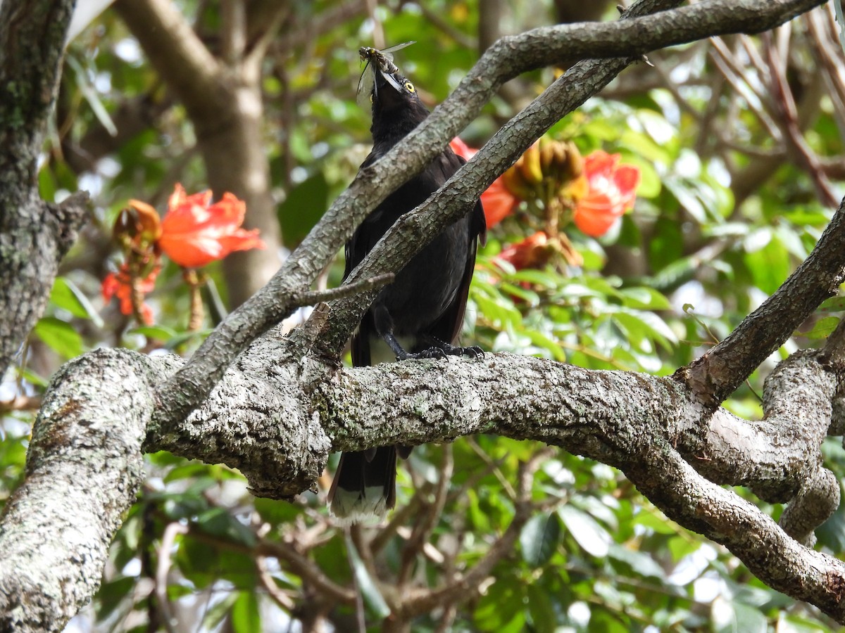 Pied Currawong - ML646573315