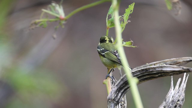 Синиця жовточерева - ML646573316