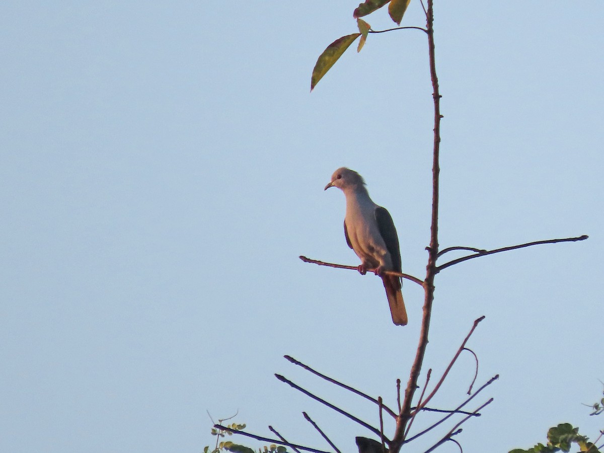 Бронзовый плодовый голубь - ML646573320