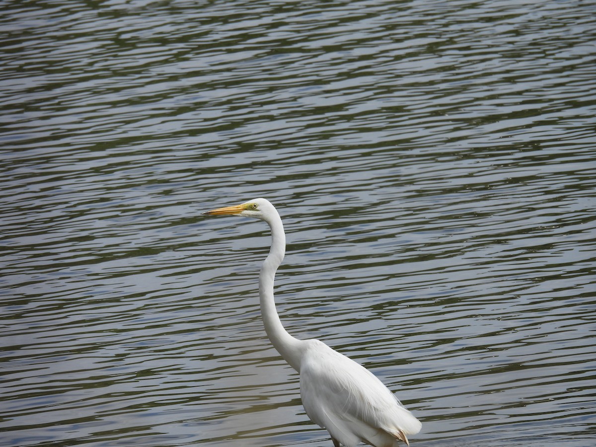 Great Egret (modesta) - ML646573324