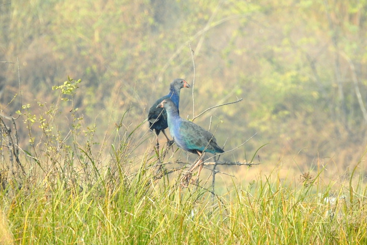 Gray-headed Swamphen - ML646573330