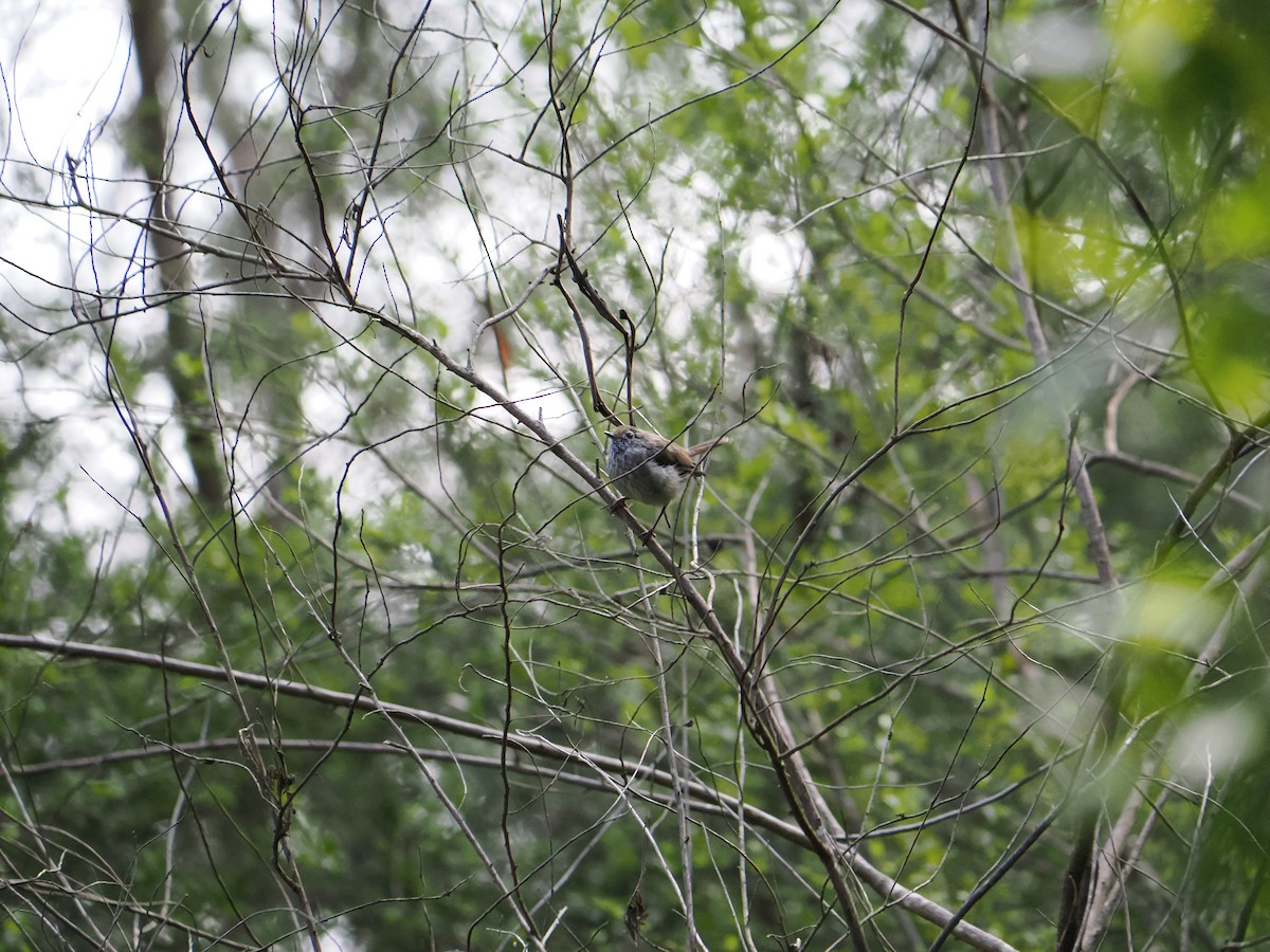 Kahverengi Dikengaga - ML646573333