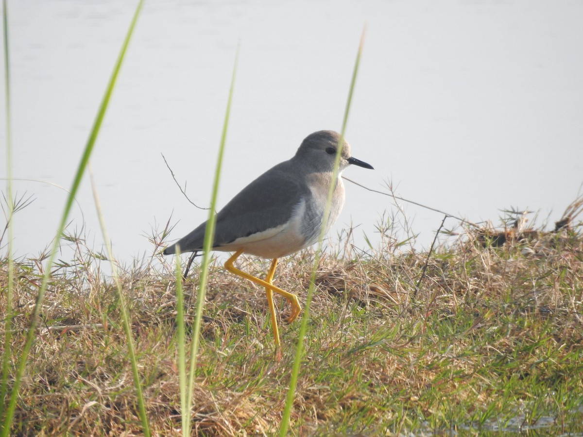 White-tailed Lapwing - ML646573335