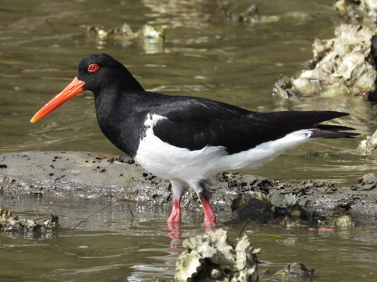 Pied Oystercatcher - ML646573336