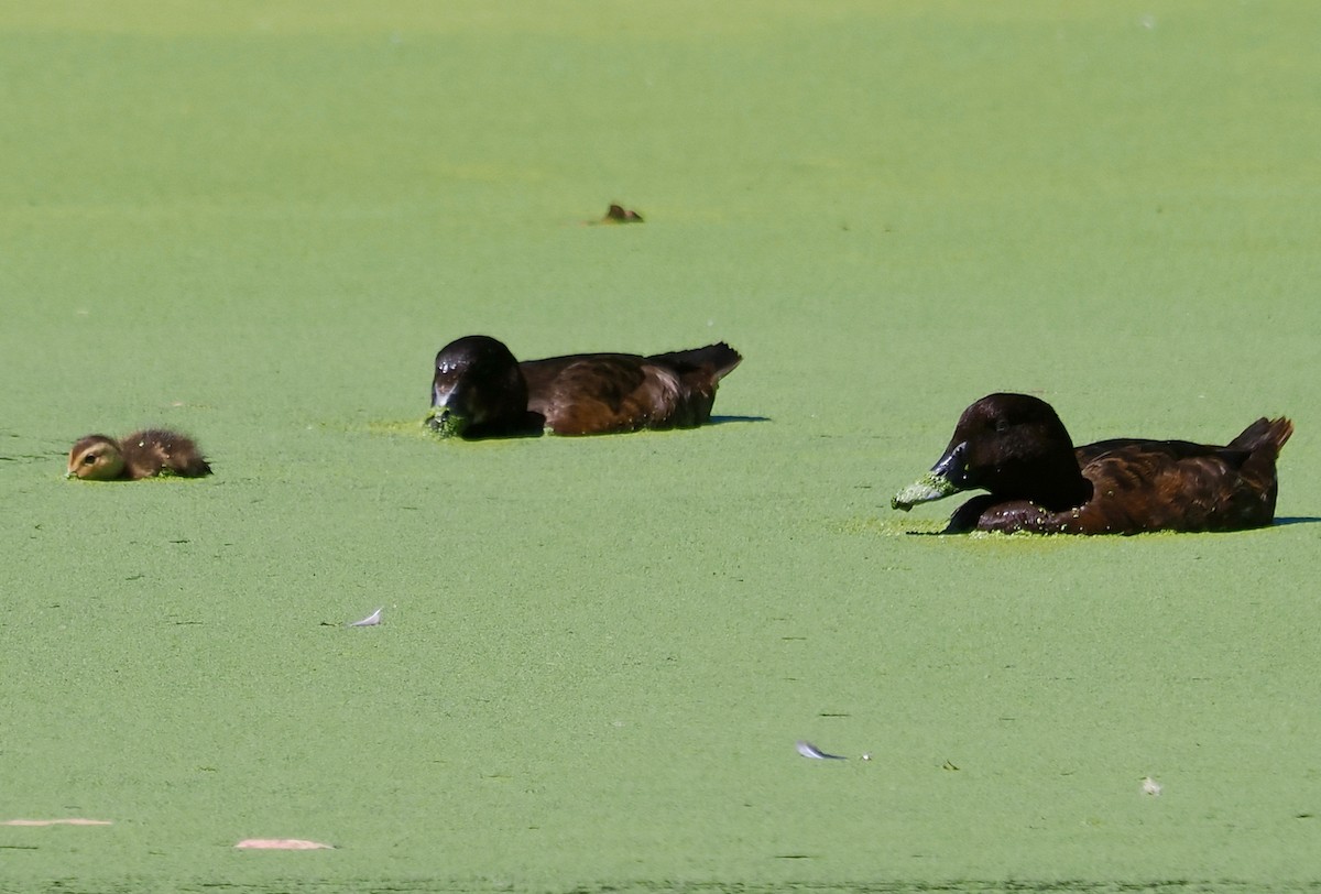 Hardhead - ML646573337