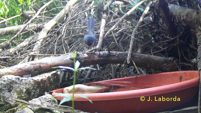 Кропив'янка середземноморська - ML646573338