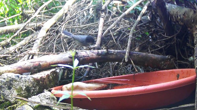 Кропив'янка середземноморська - ML646573339