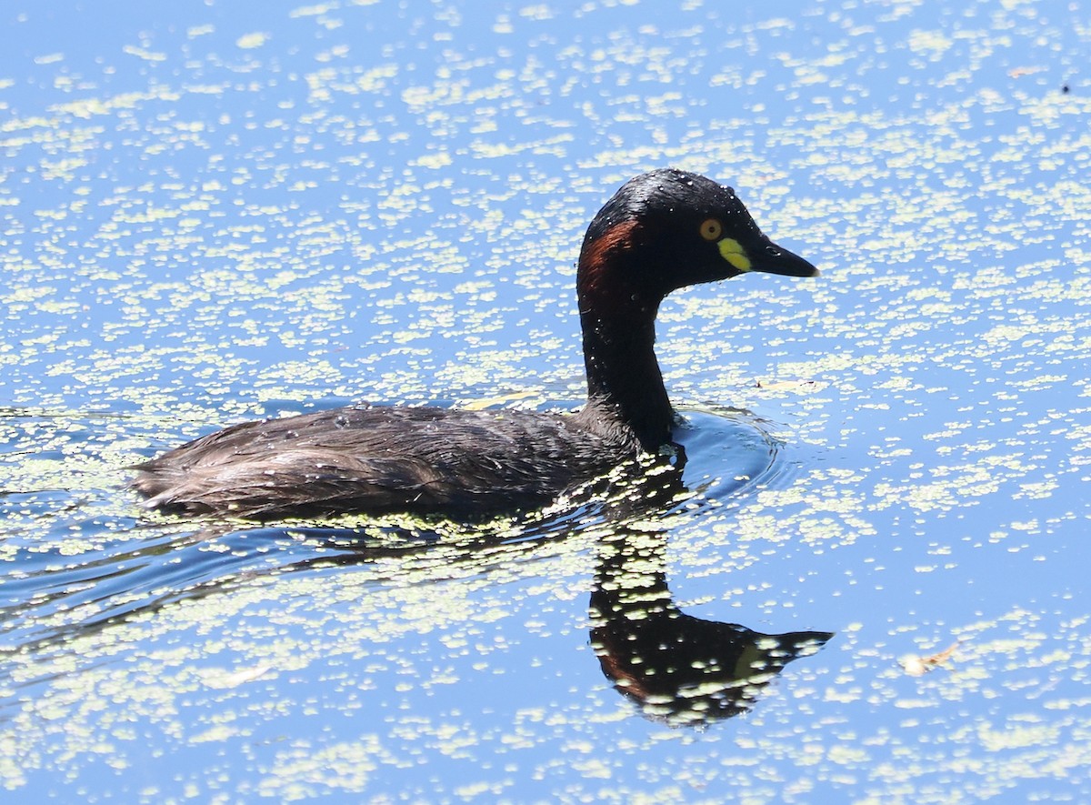 Australasian Grebe - ML646573340
