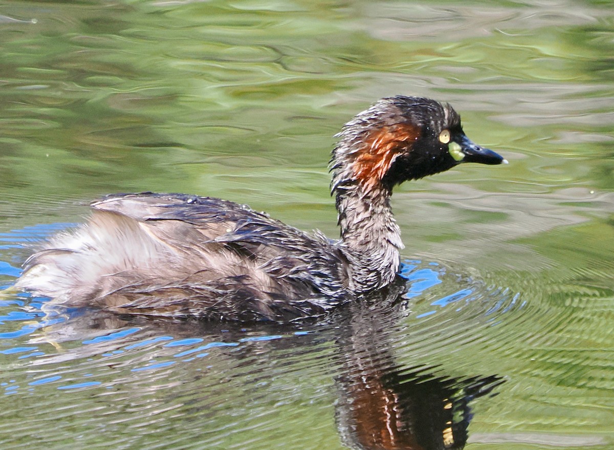 Australasian Grebe - ML646573341