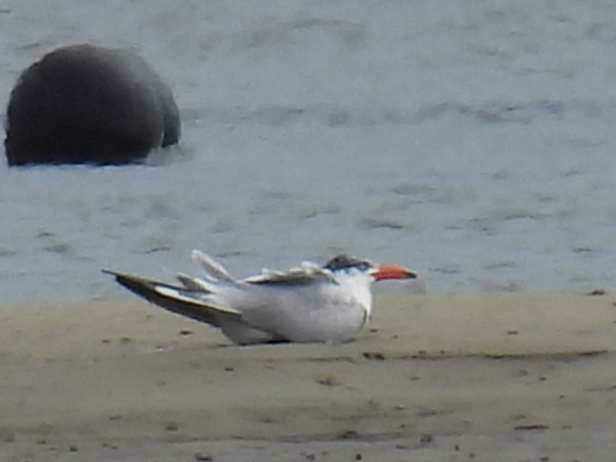Caspian Tern - ML646573342