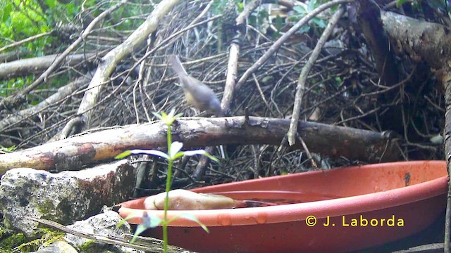 Кропив'янка субальпійська - ML646573343