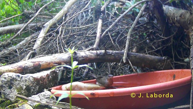 Кропив'янка субальпійська - ML646573344