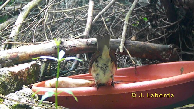 Мухоловка сіра - ML646573345