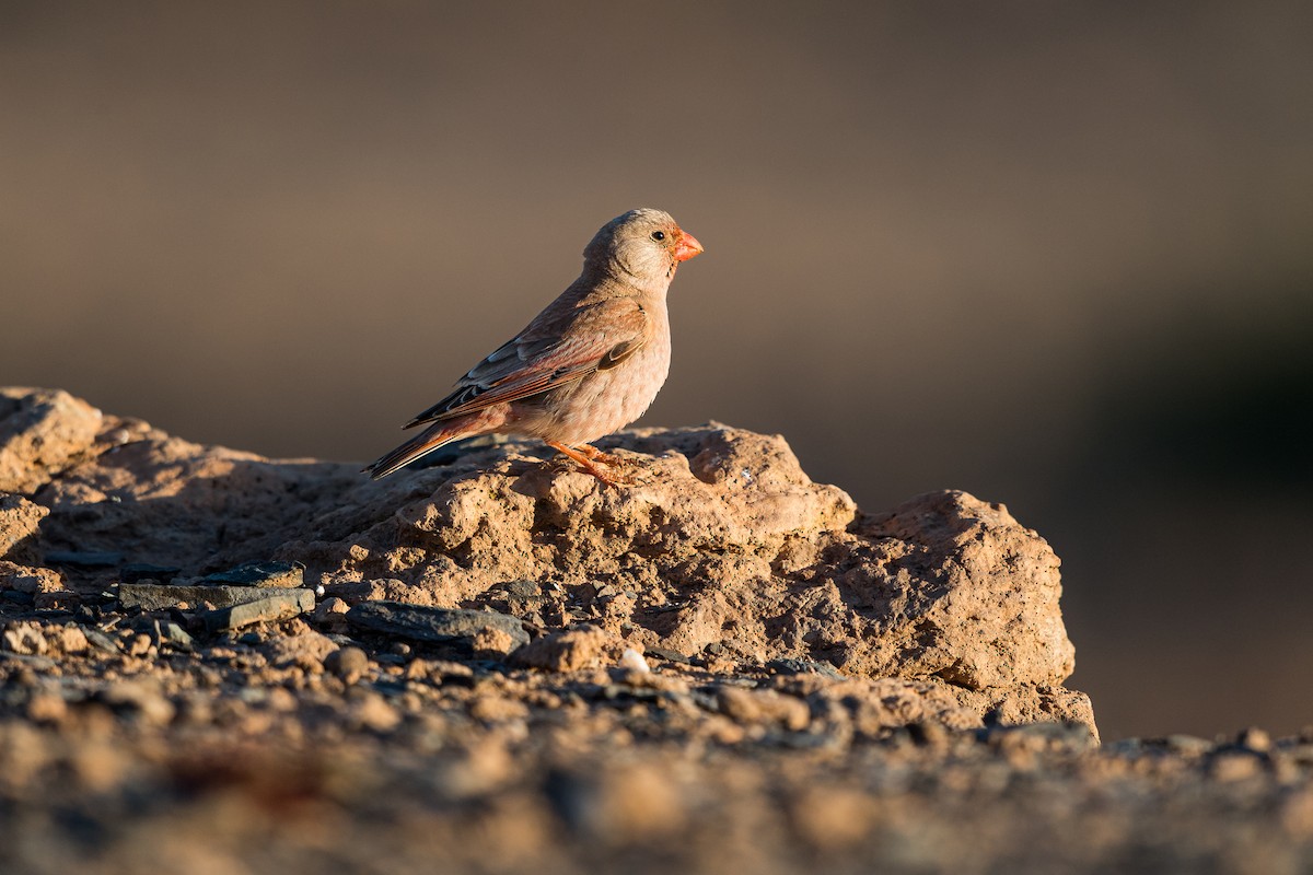 trompetfink - ML646573350