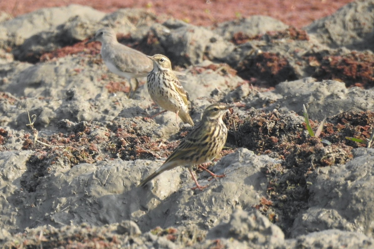 Rosy Pipit - ML646573351