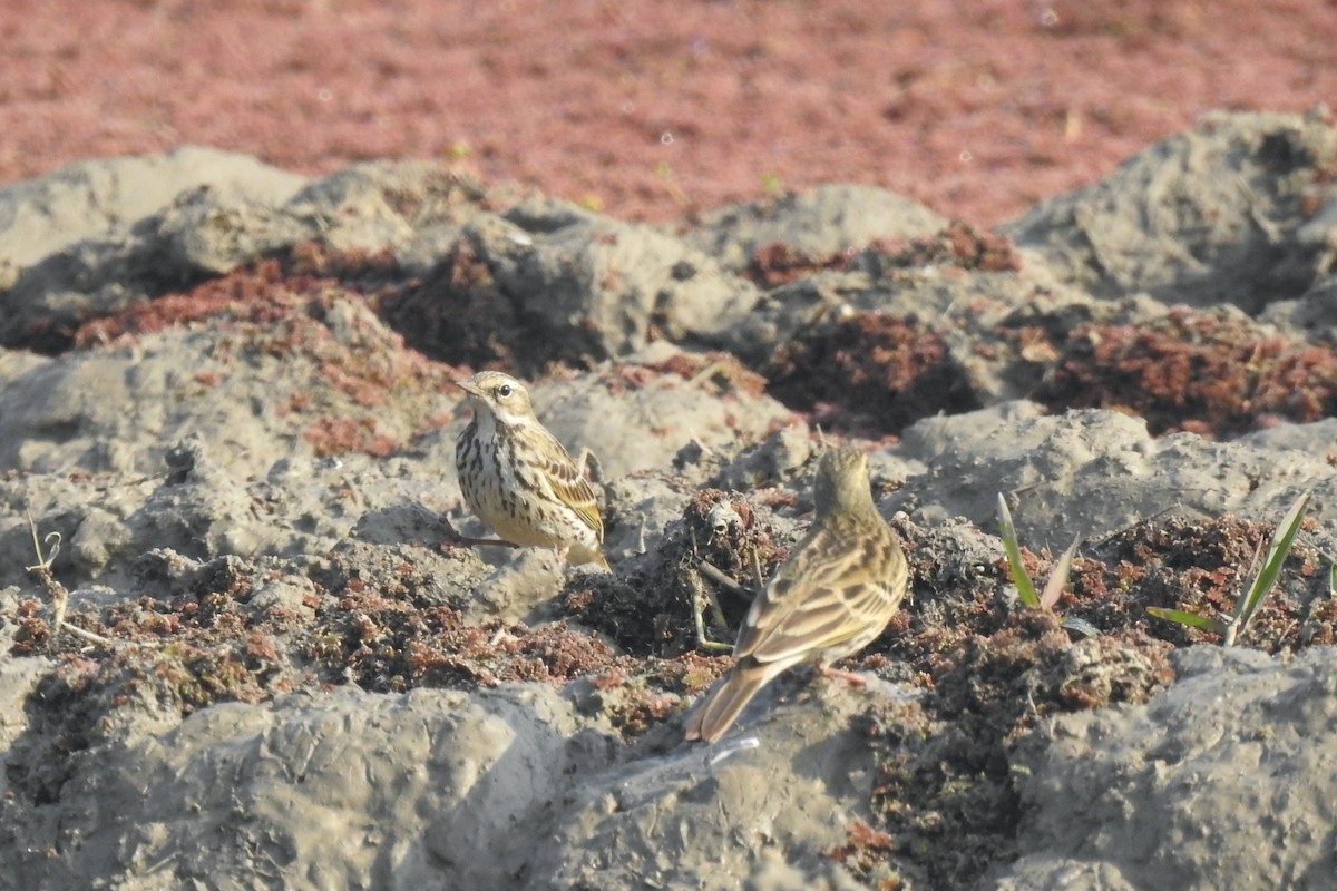 Rosy Pipit - ML646573352