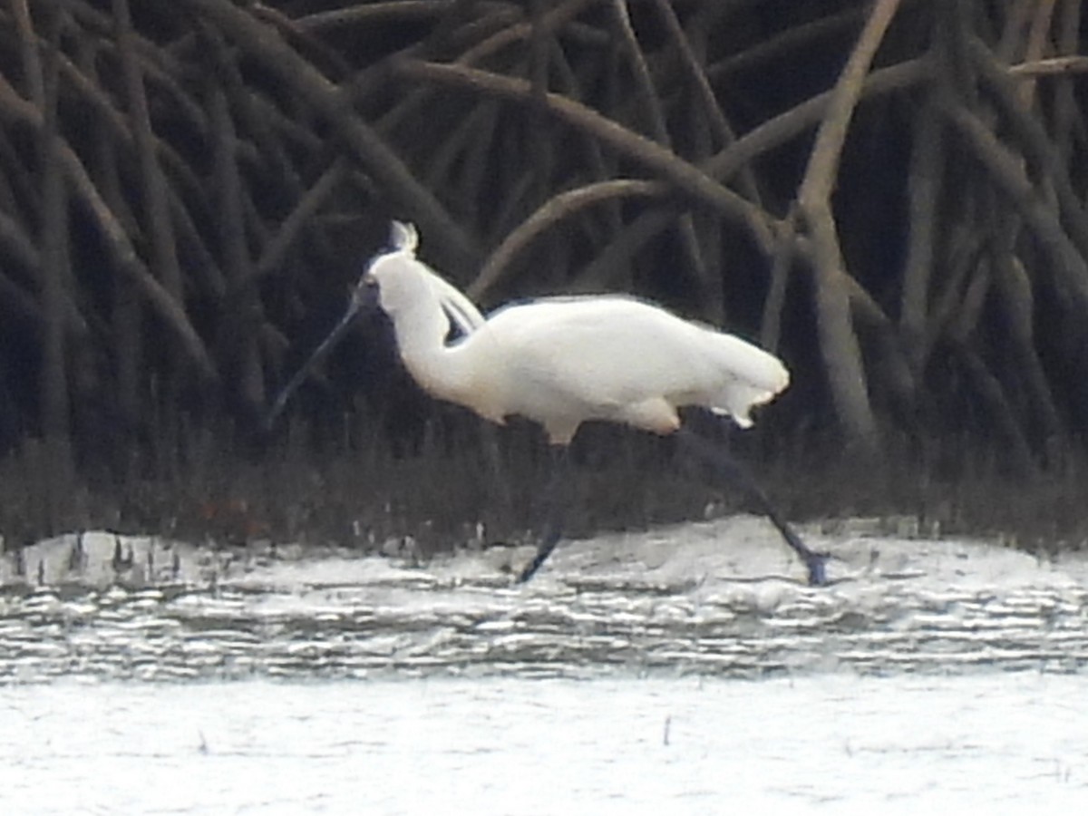 Royal Spoonbill - ML646573353