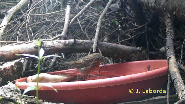 Вільшанка - ML646573359