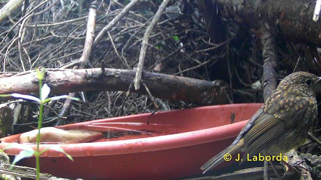 Вільшанка - ML646573360