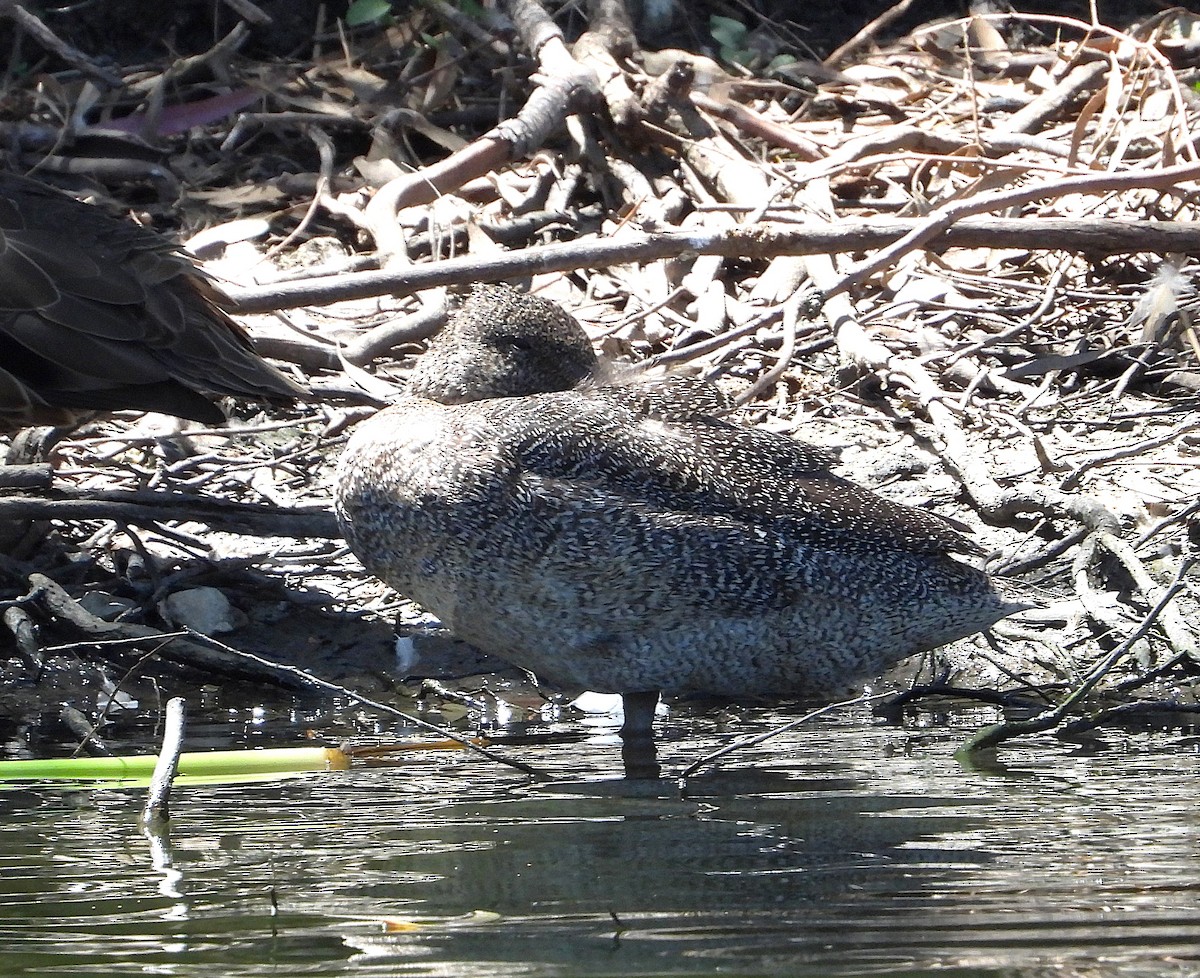 Freckled Duck - ML646573361