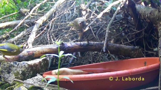 Зеленяк звичайний - ML646573362