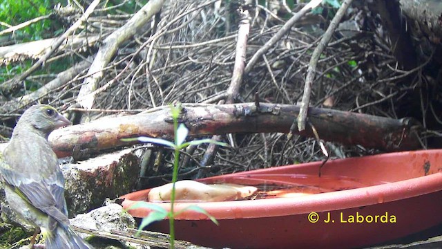 Зеленяк звичайний - ML646573364