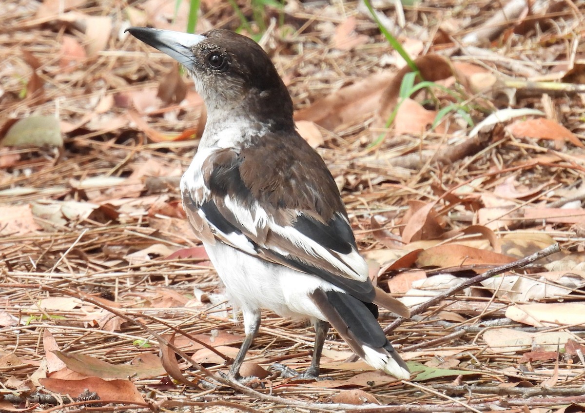 Pied Butcherbird - ML646573367