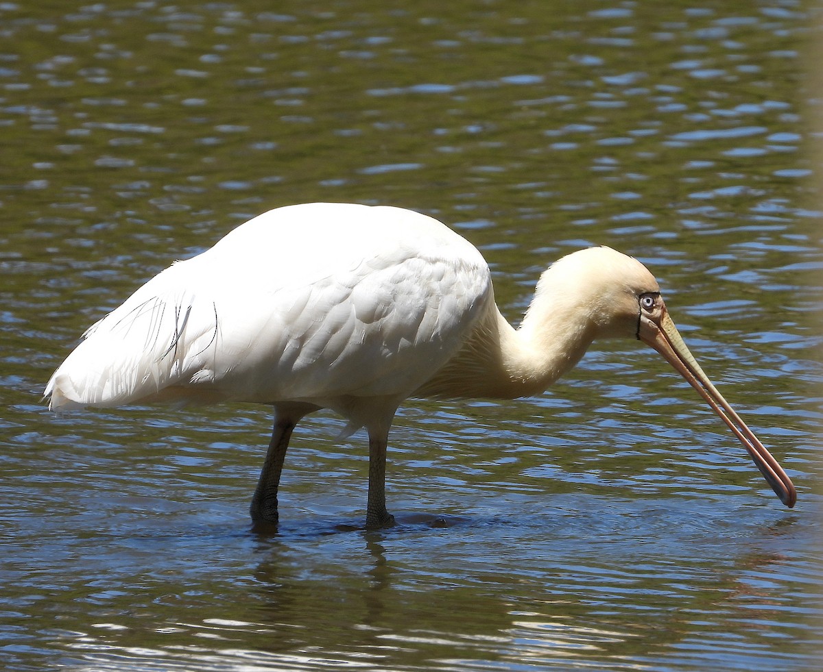 Yellow-billed Spoonbill - ML646573368