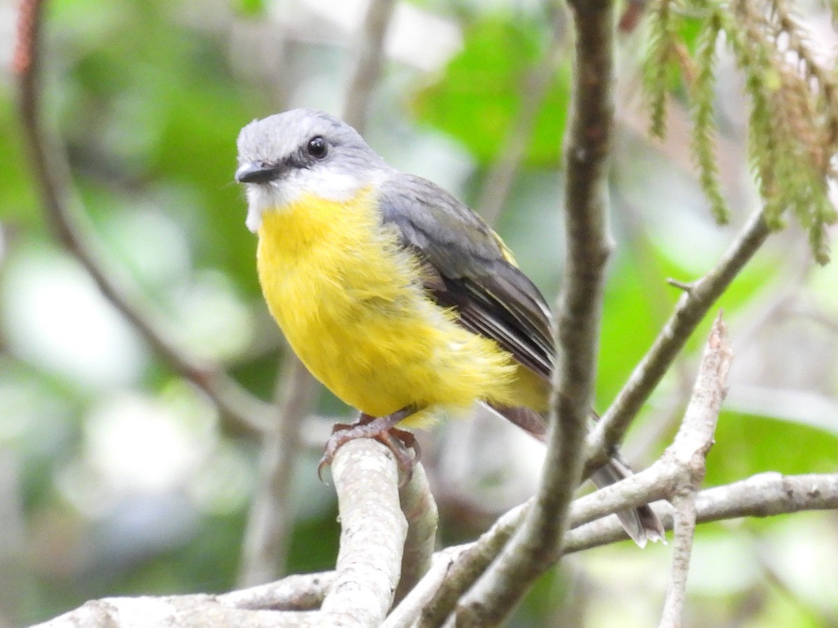 lejsčík žlutý - ML646573376