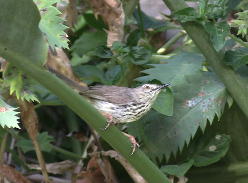 Пятнистая приния - ML646573381